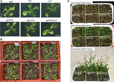 Inactivation of photosynthetic cyclic electron transports upregulates photorespiration for compensation of efficient photosynthesis in Arabidopsis